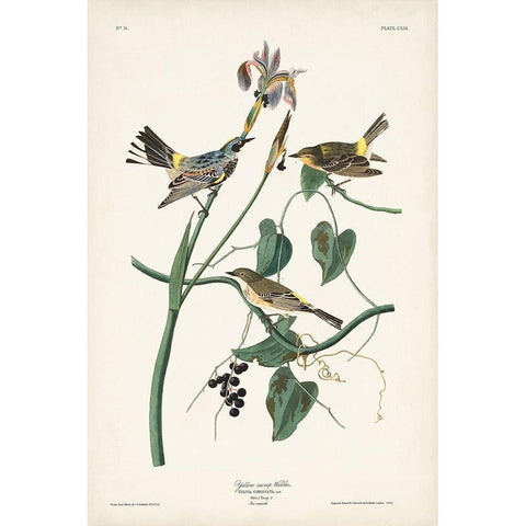 Pl. 153 Yellow-rump Warbler Black Modern Wood Framed Art Print with Double Matting by Audubon, John James