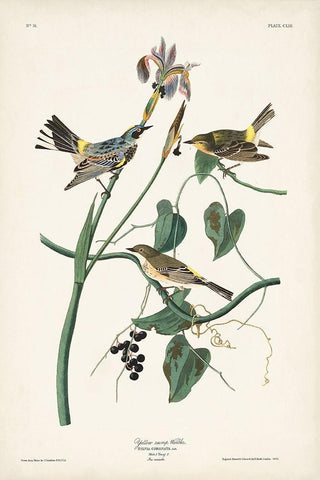 Pl. 153 Yellow-rump Warbler Black Ornate Wood Framed Art Print with Double Matting by Audubon, John James