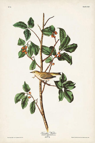 Pl. 154 Tennessee Warbler Black Ornate Wood Framed Art Print with Double Matting by Audubon, John James