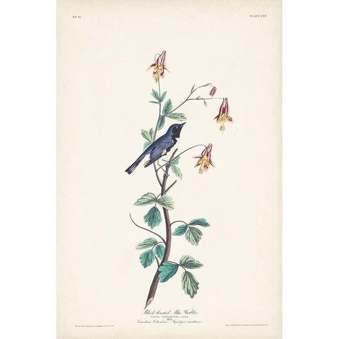 Pl. 155 Black-throated Blue Warbler Black Modern Wood Framed Art Print with Double Matting by Audubon, John James