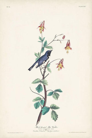 Pl. 155 Black-throated Blue Warbler Black Ornate Wood Framed Art Print with Double Matting by Audubon, John James