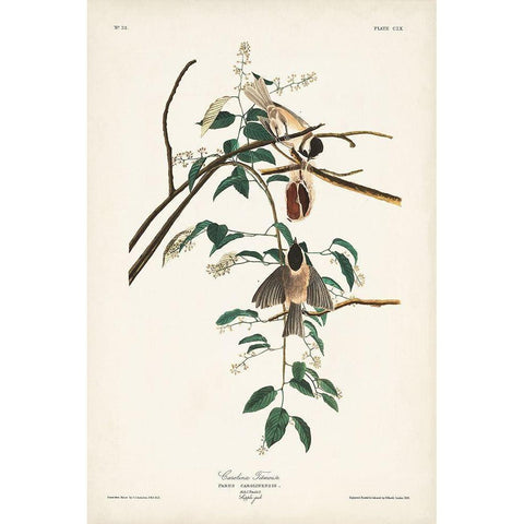 Pl. 160 Carolina Titmouse Black Modern Wood Framed Art Print with Double Matting by Audubon, John James