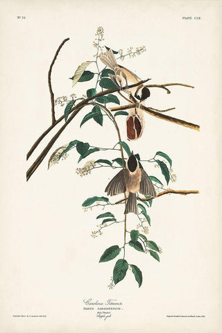 Pl. 160 Carolina Titmouse Black Ornate Wood Framed Art Print with Double Matting by Audubon, John James