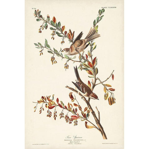 Pl. 188 Tree Sparrow Black Modern Wood Framed Art Print with Double Matting by Audubon, John James