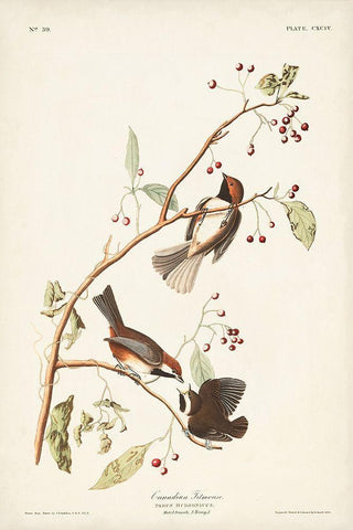 Pl. 194 Canadian Titmouse Black Ornate Wood Framed Art Print with Double Matting by Audubon, John James