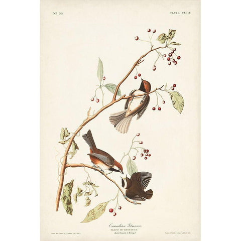 Pl. 194 Canadian Titmouse Gold Ornate Wood Framed Art Print with Double Matting by Audubon, John James