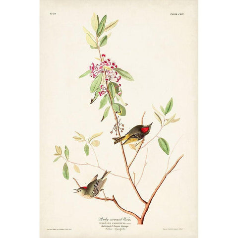 Pl. 195 Ruby-crowned Wren Black Modern Wood Framed Art Print with Double Matting by Audubon, John James