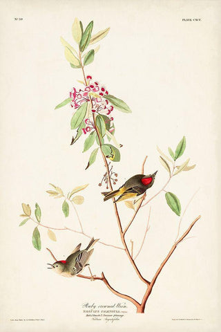 Pl. 195 Ruby-crowned Wren White Modern Wood Framed Art Print with Double Matting by Audubon, John James