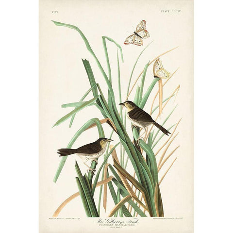 Pl. 355 Mac Gillivrays Finch White Modern Wood Framed Art Print by Audubon, John James