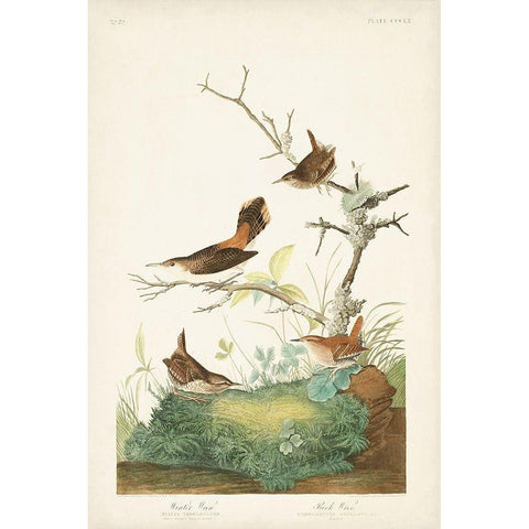 Pl. 360 Winter Wren Gold Ornate Wood Framed Art Print with Double Matting by Audubon, John James