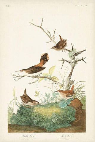 Pl. 360 Winter Wren Black Ornate Wood Framed Art Print with Double Matting by Audubon, John James