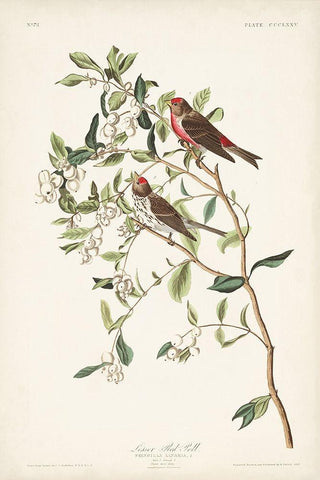 Pl. 375 Lesser Red Poll White Modern Wood Framed Art Print with Double Matting by Audubon, John James