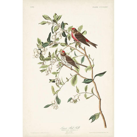 Pl. 375 Lesser Red Poll Gold Ornate Wood Framed Art Print with Double Matting by Audubon, John James