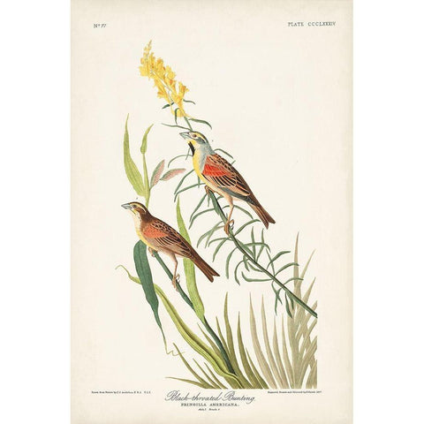 Pl. 384 Black-throated Bunting White Modern Wood Framed Art Print by Audubon, John James