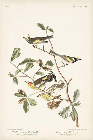 Pl. 414 Golden-winged Warbler White Modern Wood Framed Art Print with Double Matting by Audubon, John James