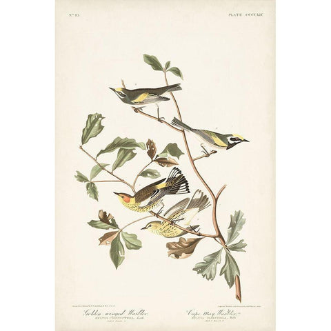 Pl. 414 Golden-winged Warbler Gold Ornate Wood Framed Art Print with Double Matting by Audubon, John James