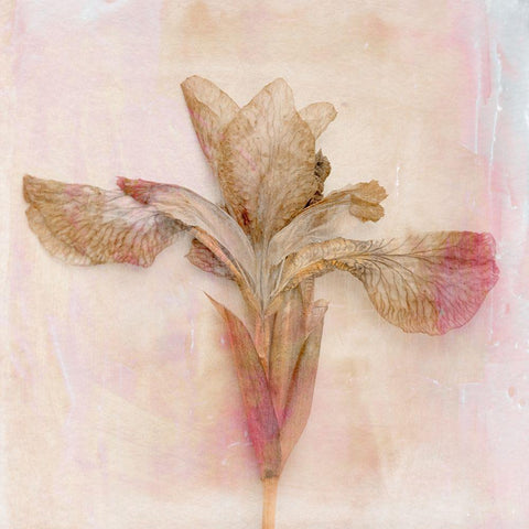 Remembered Flowers I Gold Ornate Wood Framed Art Print with Double Matting by Stalus, Judy