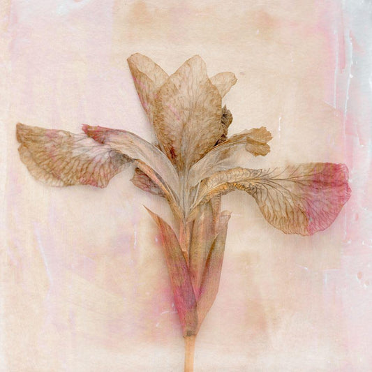 Image Only