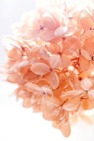 Sunny Morning I White Modern Wood Framed Art Print with Double Matting by Stalus, Judy