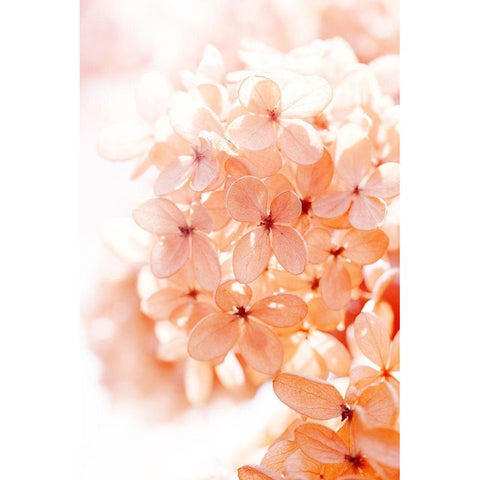 Sunny Morning II White Modern Wood Framed Art Print by Stalus, Judy