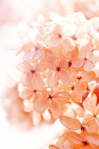 Sunny Morning II White Modern Wood Framed Art Print with Double Matting by Stalus, Judy