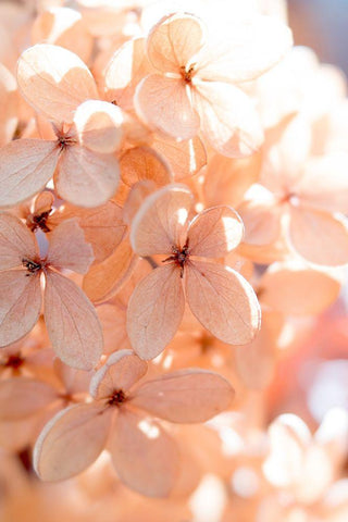 Sunny Morning III Black Ornate Wood Framed Art Print with Double Matting by Stalus, Judy