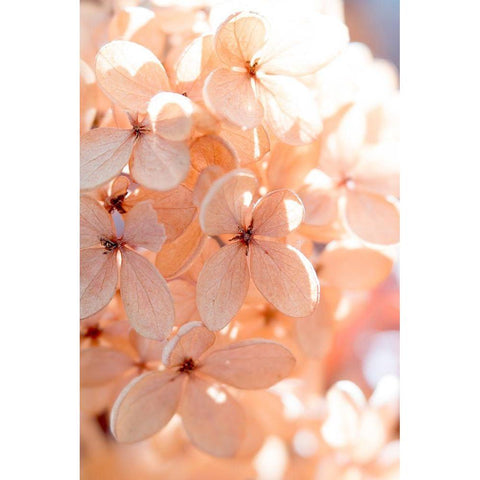 Sunny Morning III White Modern Wood Framed Art Print by Stalus, Judy