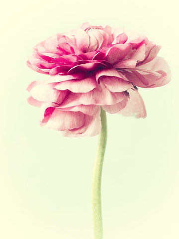 Lush Botanical I Black Ornate Wood Framed Art Print with Double Matting by Stalus, Judy