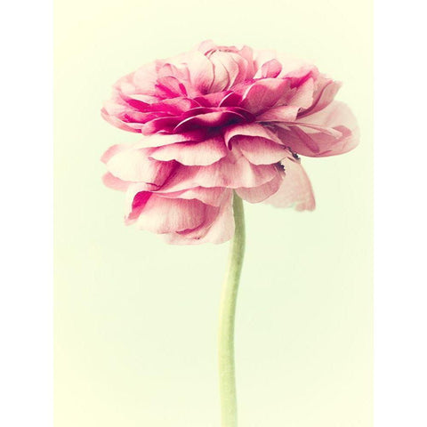 Lush Botanical I Black Modern Wood Framed Art Print by Stalus, Judy