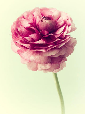 Lush Botanical II Black Ornate Wood Framed Art Print with Double Matting by Stalus, Judy