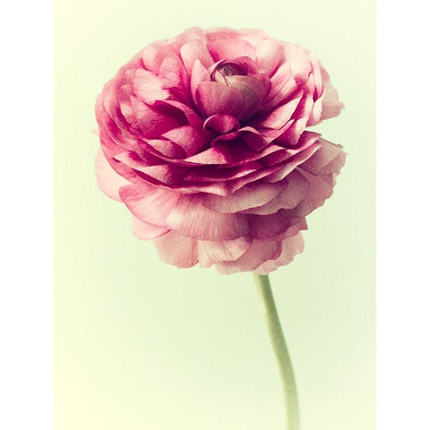 Lush Botanical II Black Modern Wood Framed Art Print by Stalus, Judy