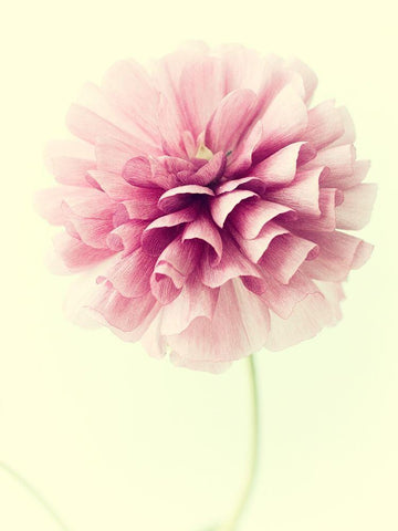 Lush Botanical III Black Ornate Wood Framed Art Print with Double Matting by Stalus, Judy