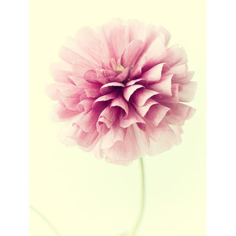 Lush Botanical III Black Modern Wood Framed Art Print by Stalus, Judy