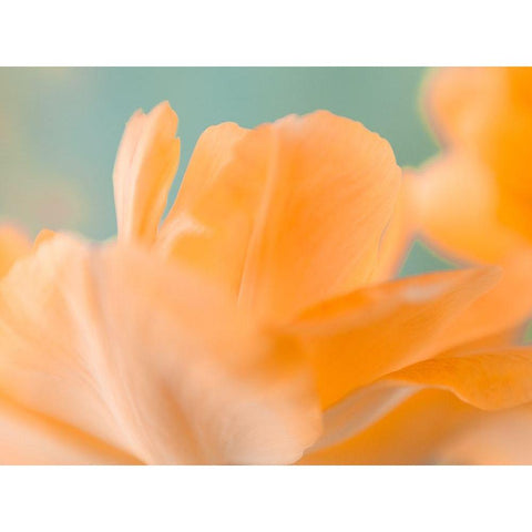 Double Vision I White Modern Wood Framed Art Print by Stalus, Judy