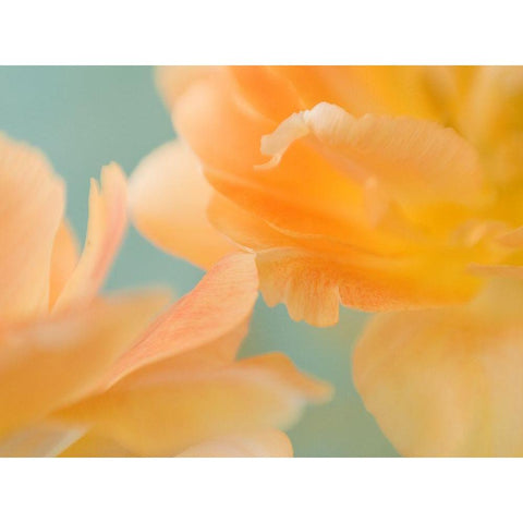 Double Vision II Black Modern Wood Framed Art Print by Stalus, Judy