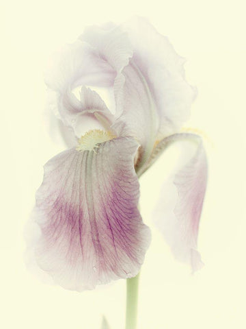 Flowers Aglow I White Modern Wood Framed Art Print with Double Matting by Stalus, Judy