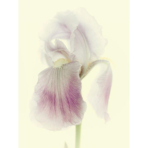 Flowers Aglow I Black Modern Wood Framed Art Print with Double Matting by Stalus, Judy