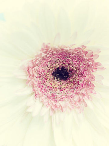 Flowers Aglow II White Modern Wood Framed Art Print with Double Matting by Stalus, Judy