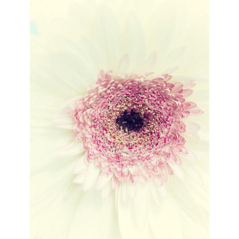 Flowers Aglow II Black Modern Wood Framed Art Print by Stalus, Judy