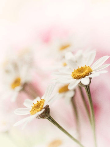 Flowers Aglow III Black Ornate Wood Framed Art Print with Double Matting by Stalus, Judy