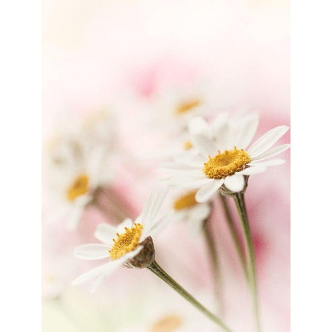 Flowers Aglow III Black Modern Wood Framed Art Print by Stalus, Judy