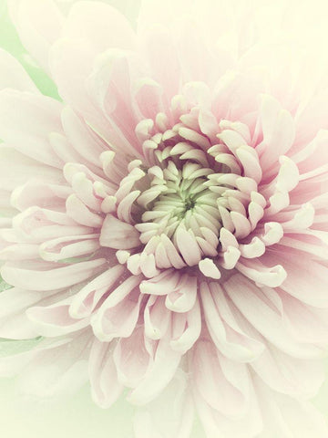 Flowers Aglow IV Black Ornate Wood Framed Art Print with Double Matting by Stalus, Judy