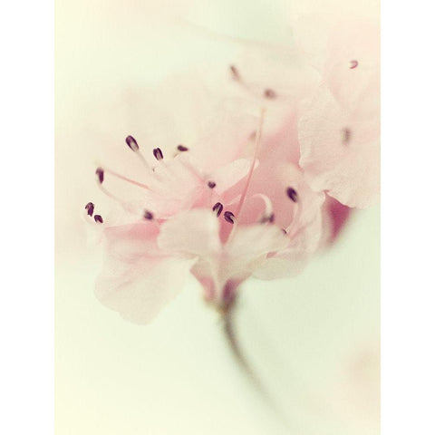 Flowers Aglow V Gold Ornate Wood Framed Art Print with Double Matting by Stalus, Judy