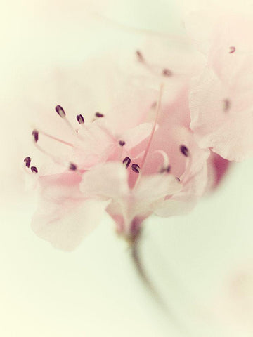 Flowers Aglow V Black Ornate Wood Framed Art Print with Double Matting by Stalus, Judy