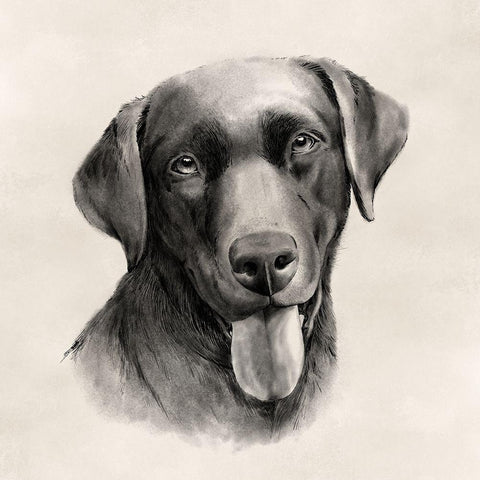 Charcoal Labrador I White Modern Wood Framed Art Print with Double Matting by Popp, Grace