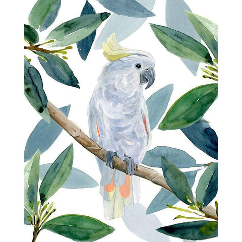 Cockatoo Perch I Black Modern Wood Framed Art Print with Double Matting by Warren, Annie