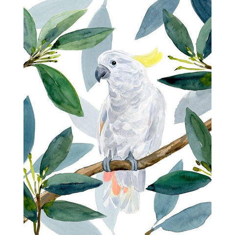 Cockatoo Perch II Black Modern Wood Framed Art Print with Double Matting by Warren, Annie