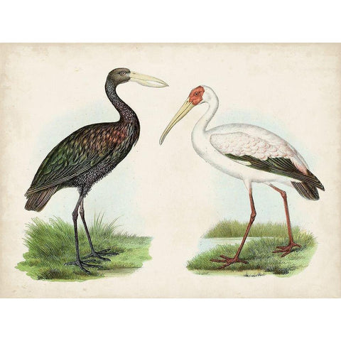 Antique Waterbirds I White Modern Wood Framed Art Print by Unknown