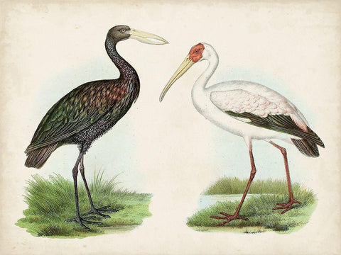 Antique Waterbirds I White Modern Wood Framed Art Print with Double Matting by Unknown