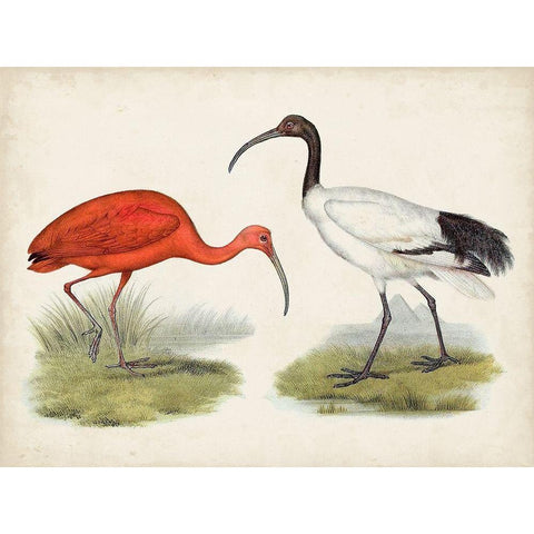 Antique Waterbirds II Black Modern Wood Framed Art Print with Double Matting by Unknown